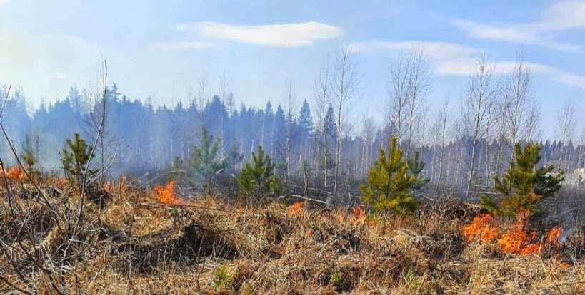 В Подмосковье зафиксированы первые лесные пожары