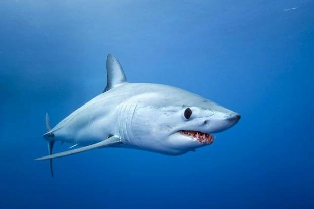Египетские власти назвали причину нападения акул на туристов в Хургаде