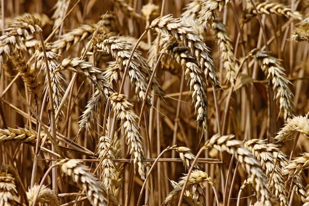 Российские фермеры собрали уже почти 20 млн тонн зерна нового урожая