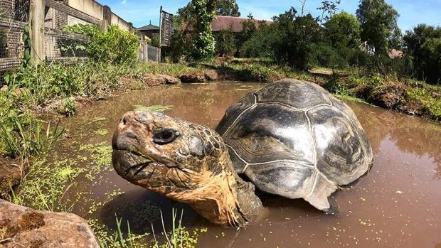 На Галапагосах обнаружили новый вид гигантских черепах