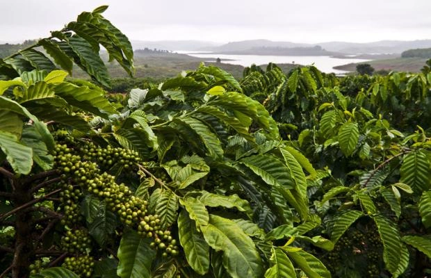 Мировые цены на кофе сорта арабика продемонстрировали рост на фоне ухудшения прогноза поставок из Бразилии