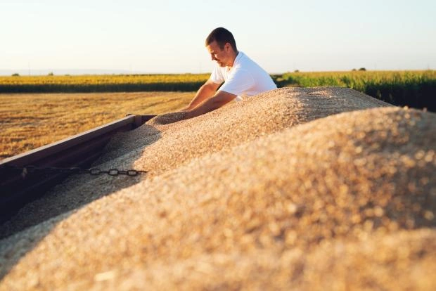 Валовый сбор зерновых в России перевалил отметку в 152 млн тонн