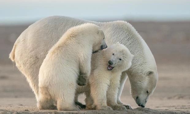 В Якутии пересчитают белых медведей