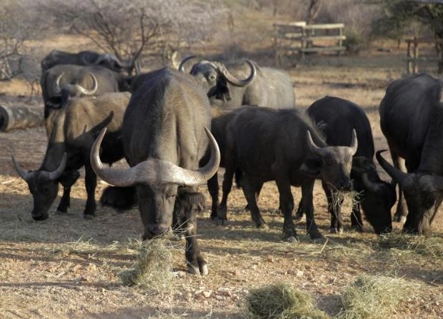Засуха стала причиной массовой гибели животных в кенийских природных заповедниках