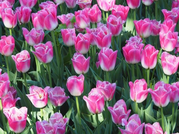 В Амстердаме отметили День тюльпанов